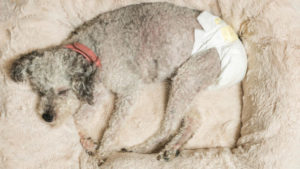 vecchio cane grigio che indossa un pannolino canino 75190246 e1522966720553