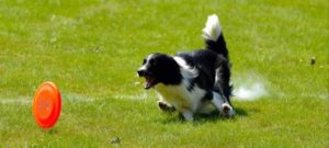 Disc dog e1526473088244