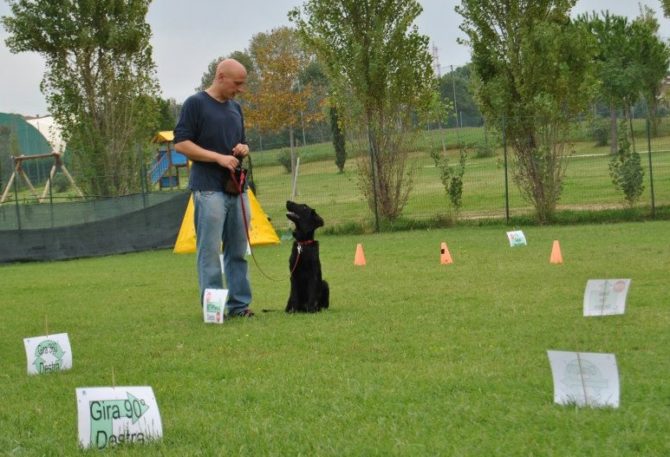 Obedience, Rally-O’, sport  per imparare a relazionarsi e a comunicare.