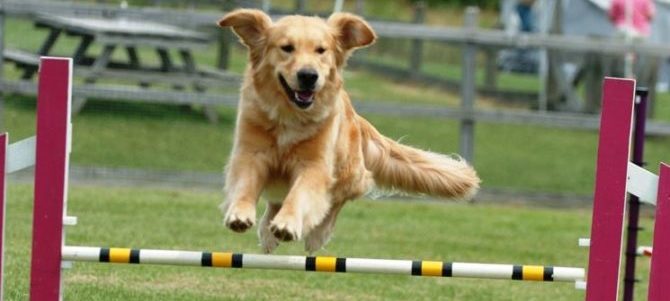 Giochi di agility dentro casa.