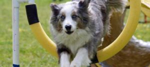 agility3 e1527249212707