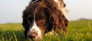 cane che annusa e1526644041455