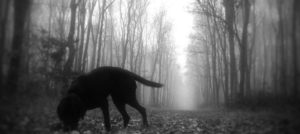 cane nel bosco e1526040109777