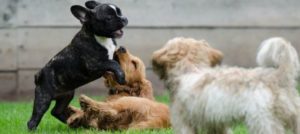 cuccioli che giocano e1525781086624