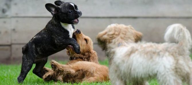 cuccioli che giocano e1525781086624