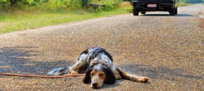 cane abbandono strada e1529494256935