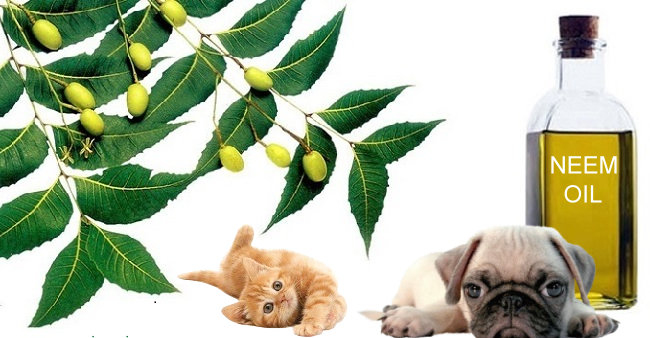 olio di neem nel gatto nel cane e1531655963633