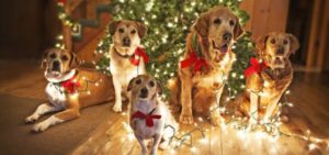 cani albero natale regali e1544139109482