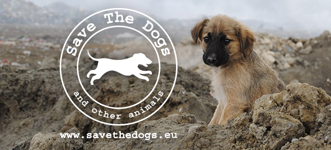 A Natale il regalo più bello lo fai con Save The Dog