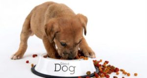 mondofido cane alimentazione box e1555245115262