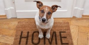 mondofido cane codominio cover e1555246037363