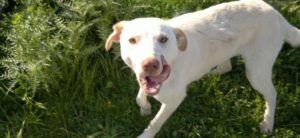 mondofido fulmine polizia penitenziaria e1555142778915