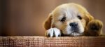 Anchilostomi nel cane: cosa sono e come eliminarli