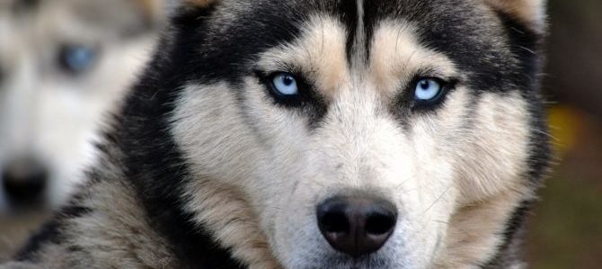 Le razze di cani più belle al mondo