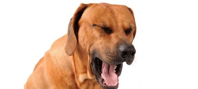 Edema polmonare nel cane: cos’è e come riconoscerlo