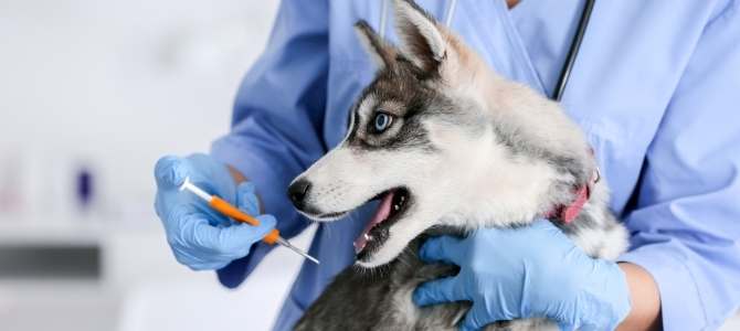 microchip cane come funziona