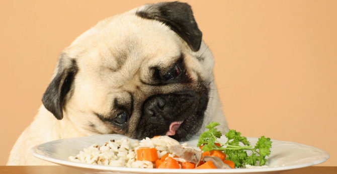 riso al cane