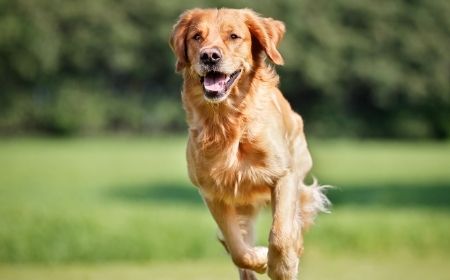 Cani da riporto Golden Retriever