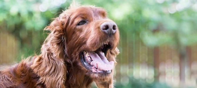 cane con respiro affannoso cosa fare