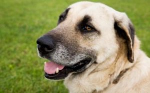 cane più forte Kangal