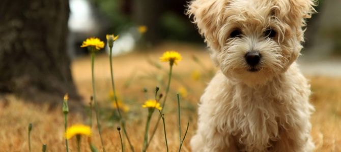 Cani più longevi? Più sono piccoli e più sono sani