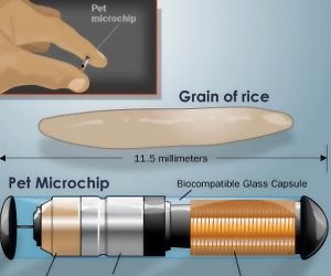 microchip cane gps