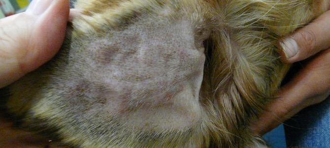 otoematoma