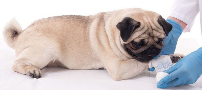 come disinfettare ferita cane