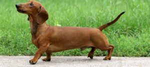 razza cane più longevo