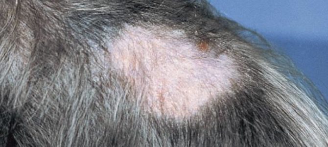 alopecia cane cause