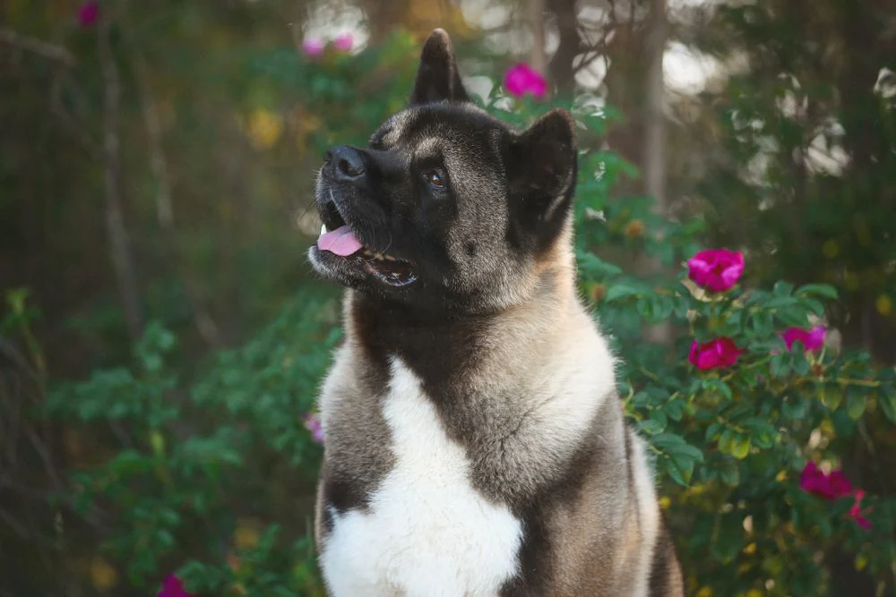 allevamenti akita americano