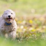 Bichon Frise