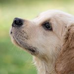 accoppiamento cani consanguinei