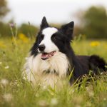 border collie