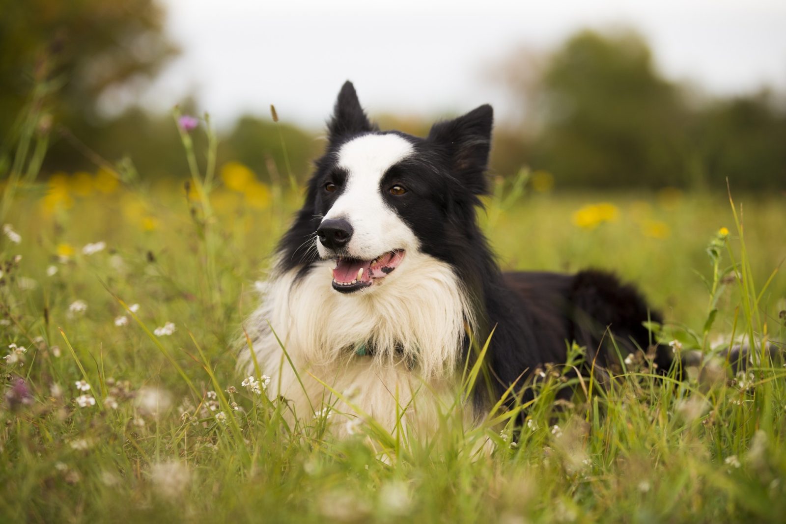 border collie