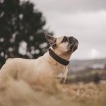 bulldog francese