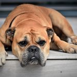 cane maschio