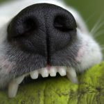 canini