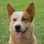 cattle dog