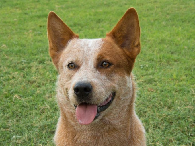 cattle dog
