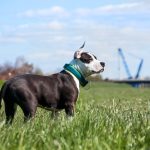 American Staffordshire Terrier