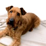 irish terrier