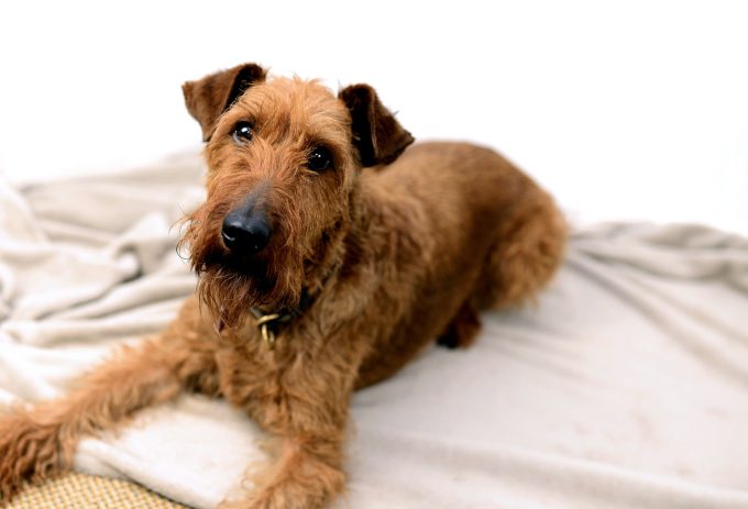 irish terrier