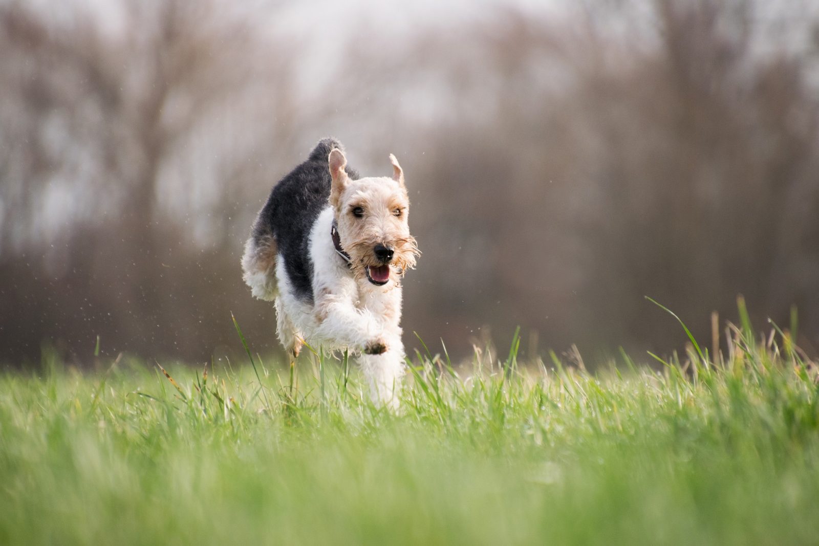 jagd terrier
