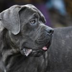 lussazione della rotula del cane