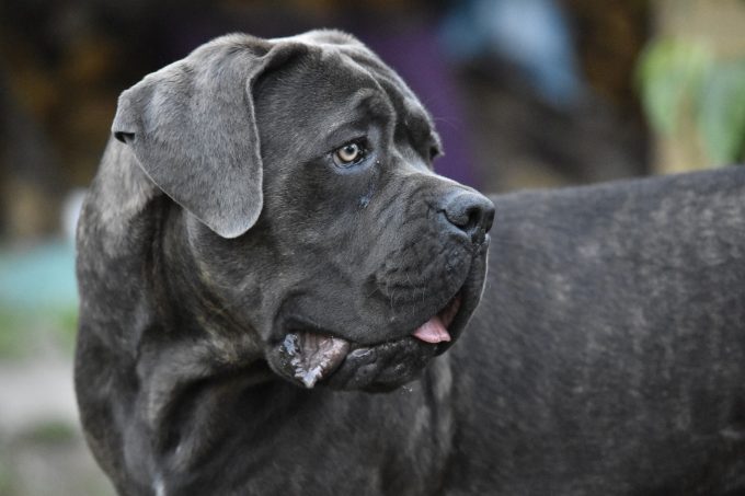 lussazione della rotula del cane