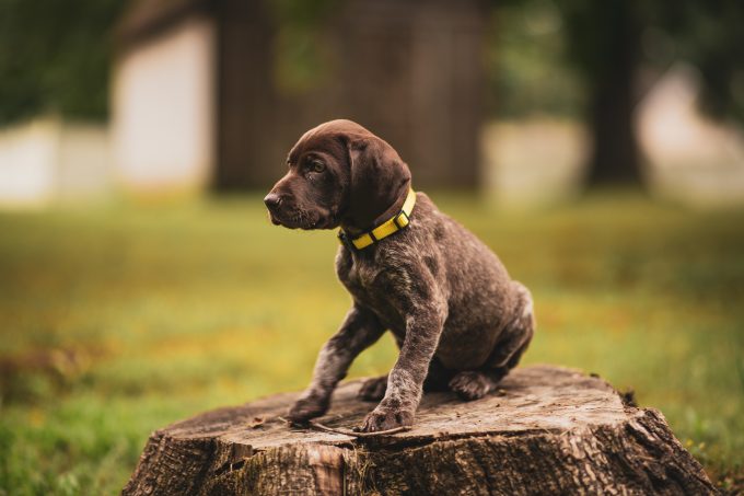 pointer allevamenti