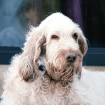 spinone italiano