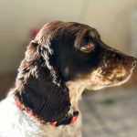 springer spaniel