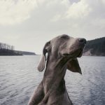 weimaraner